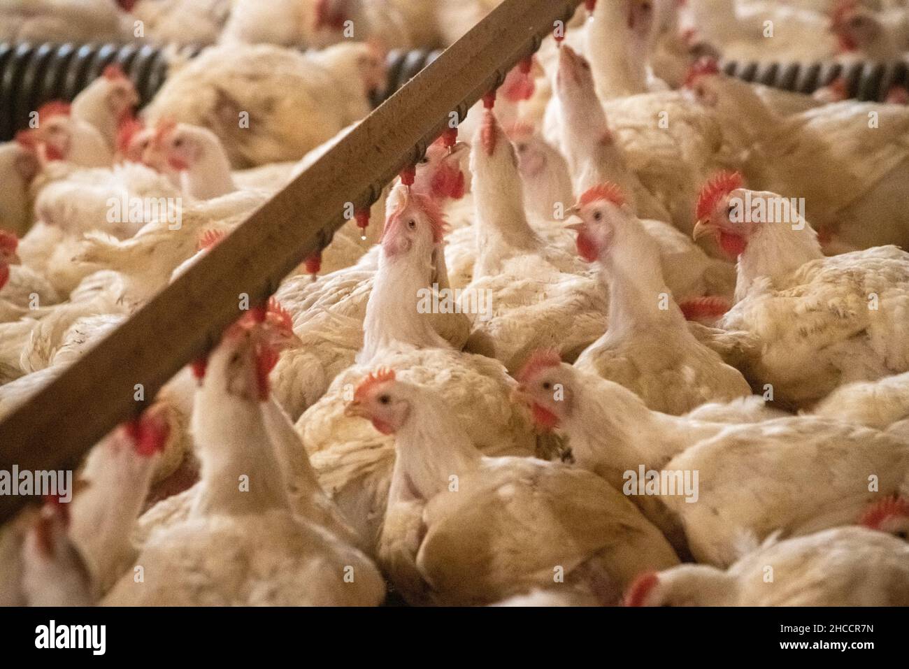 Chickens gathered for water Stock Photo