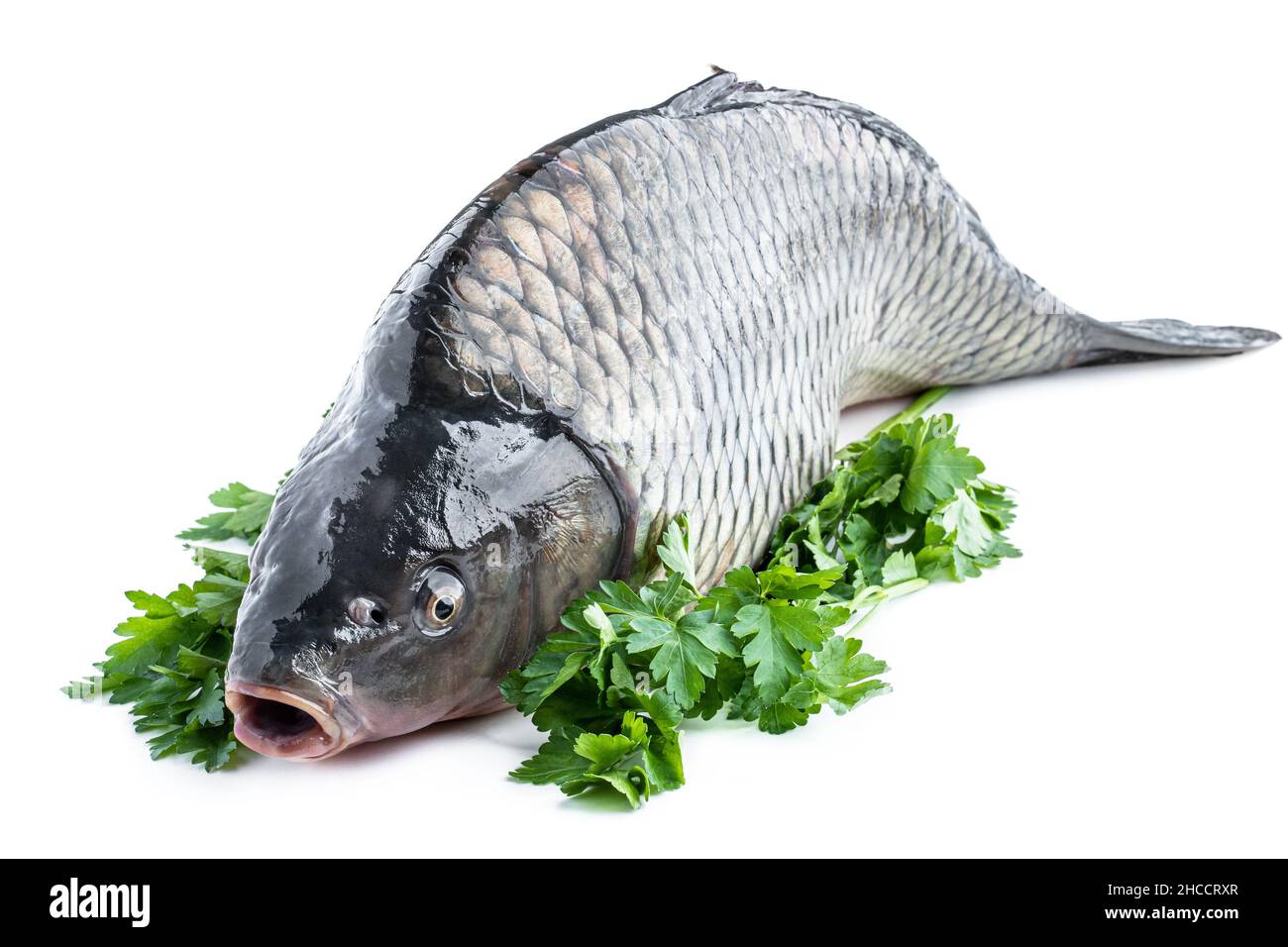 Big fresh carp fish with parsley isolated on white Stock Photo Alamy