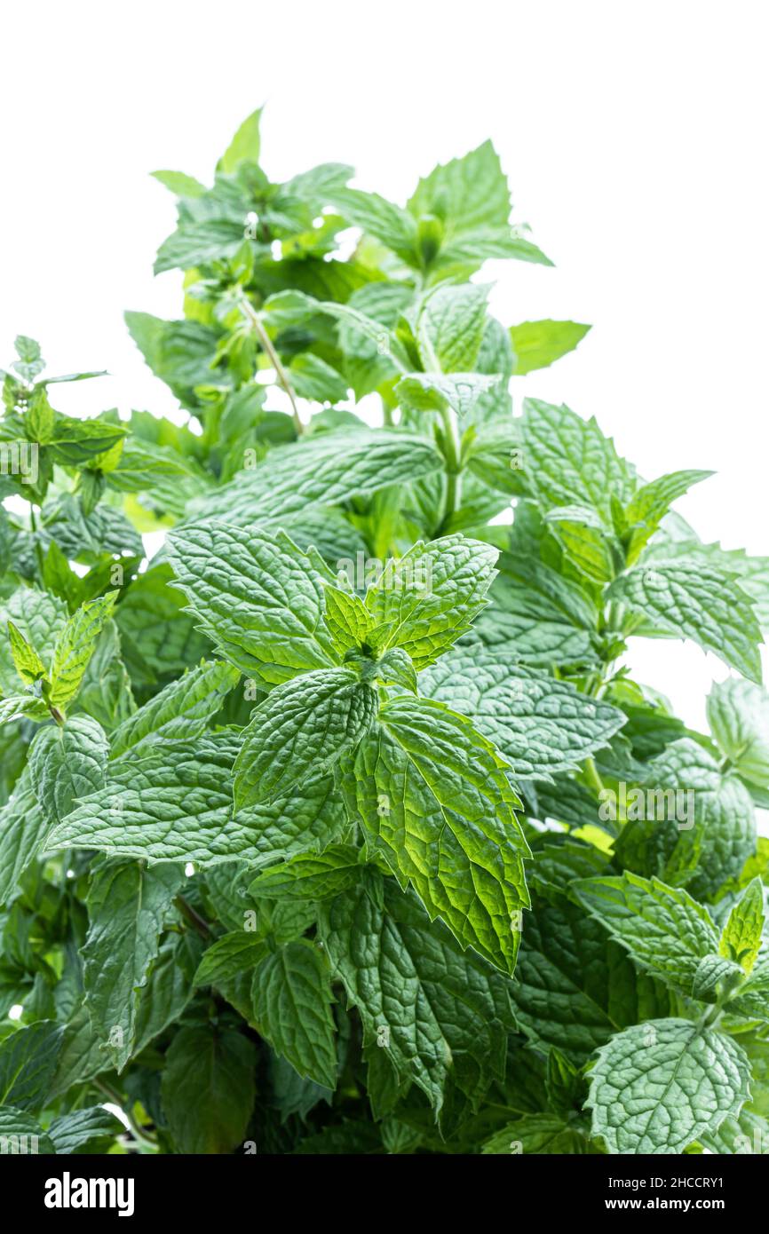 Sweet Mint