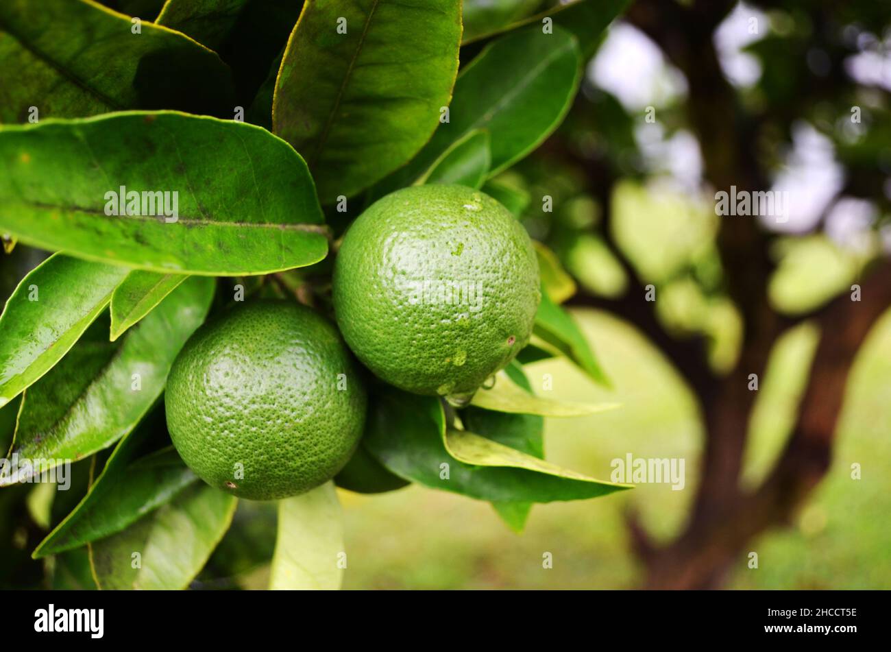 Mandarins growing on fruit tree Stock Photo Alamy