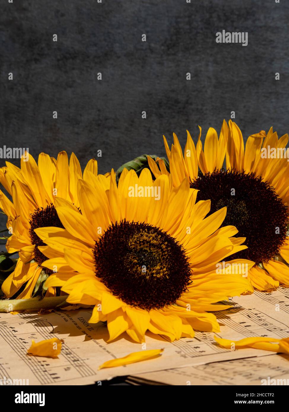 Closeup of bouquet of sunflowers and musical notes Stock Photo Alamy
