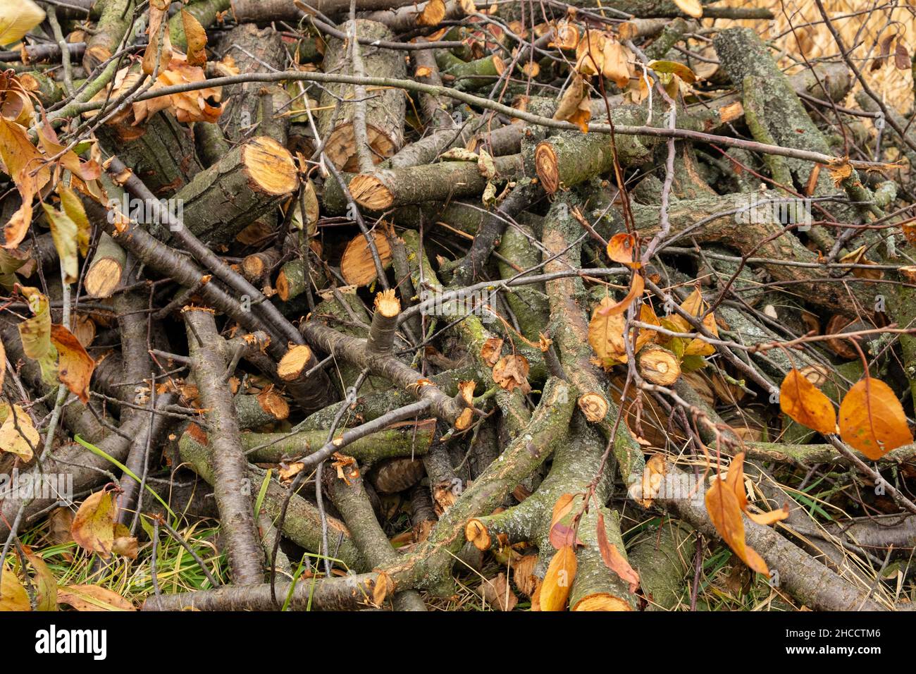 cut tree, chopped firewood stacked in a pile. Stock Photo