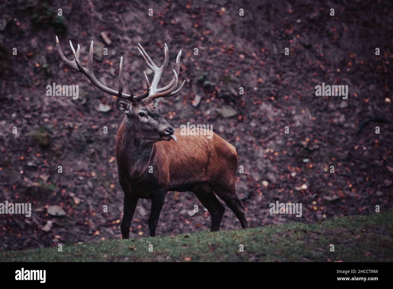 Beautiful Red Deer during Mating Season Stock Photo