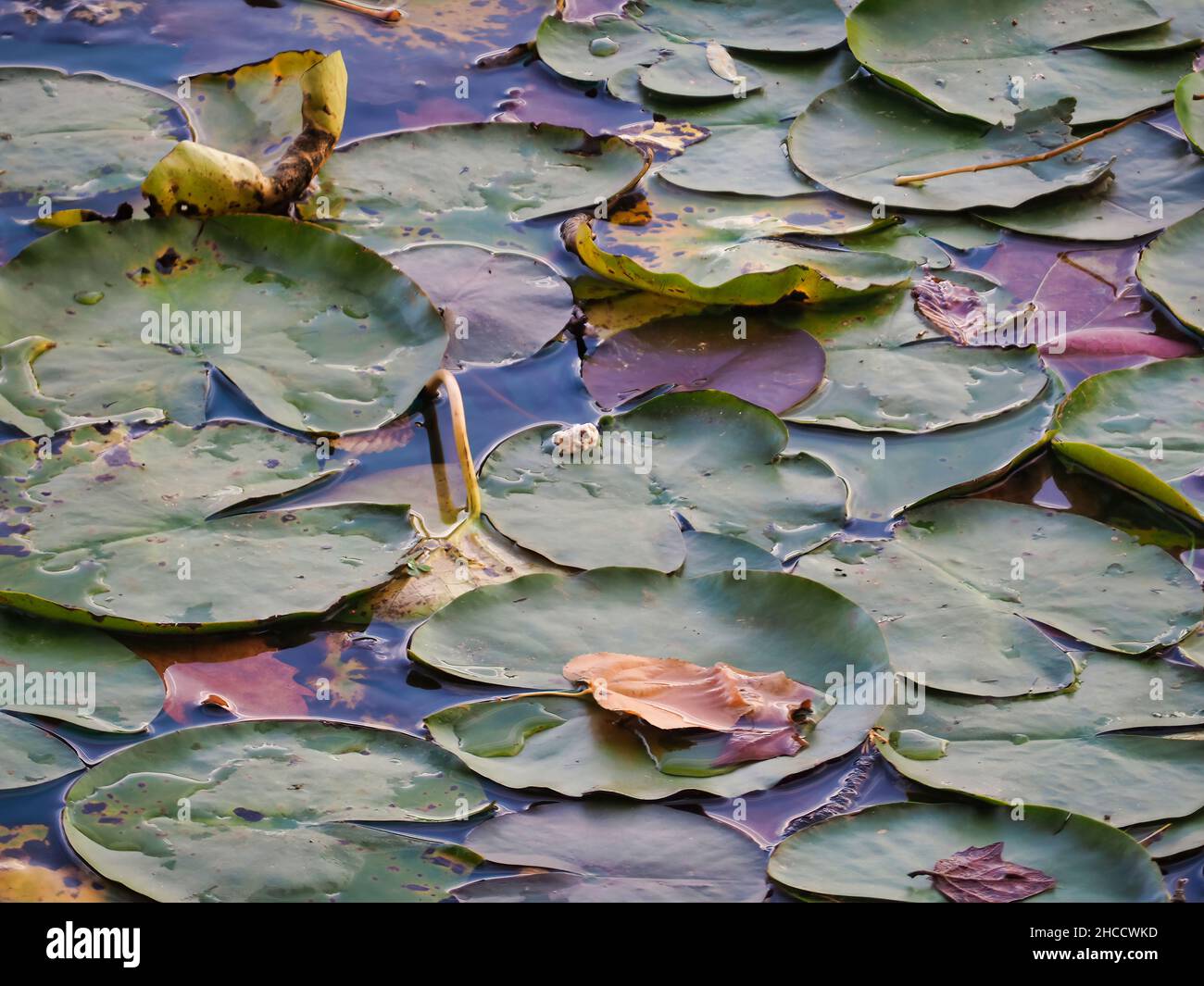 Lake full of colorful lotus leaves Stock Photo