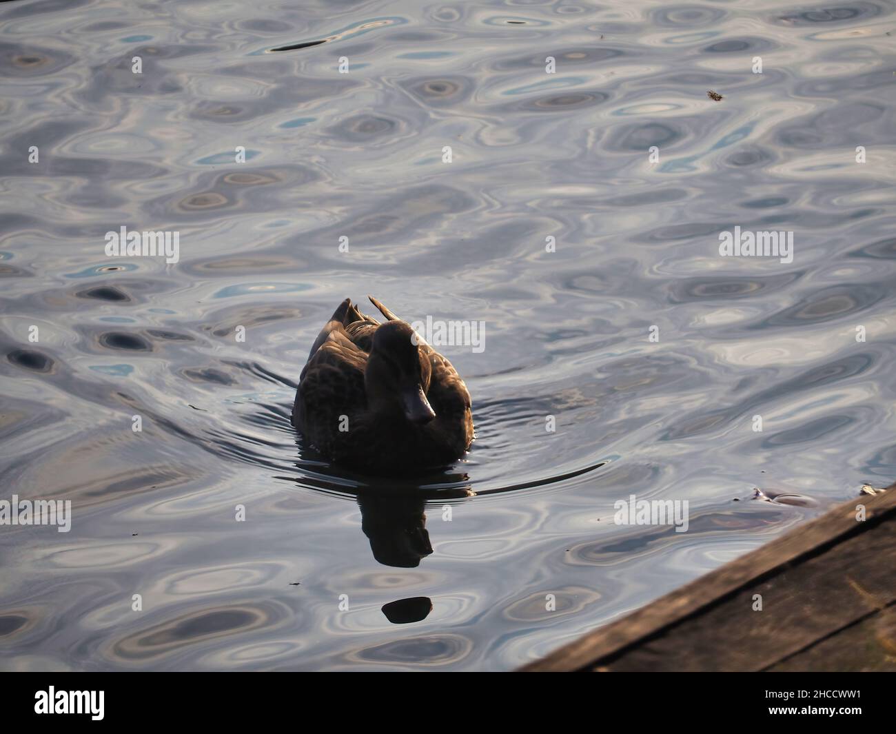 Black duck in a lake Stock Photo