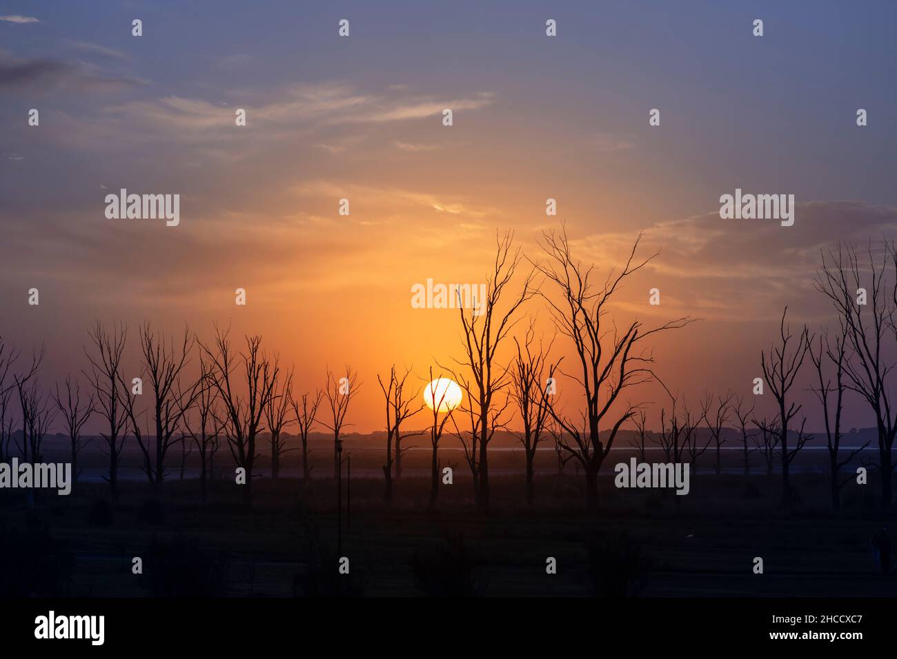 Perfect colorful sunset with plain horizon and dry trees in Carhué, Buenos Aires, Argentina Stock Photo
