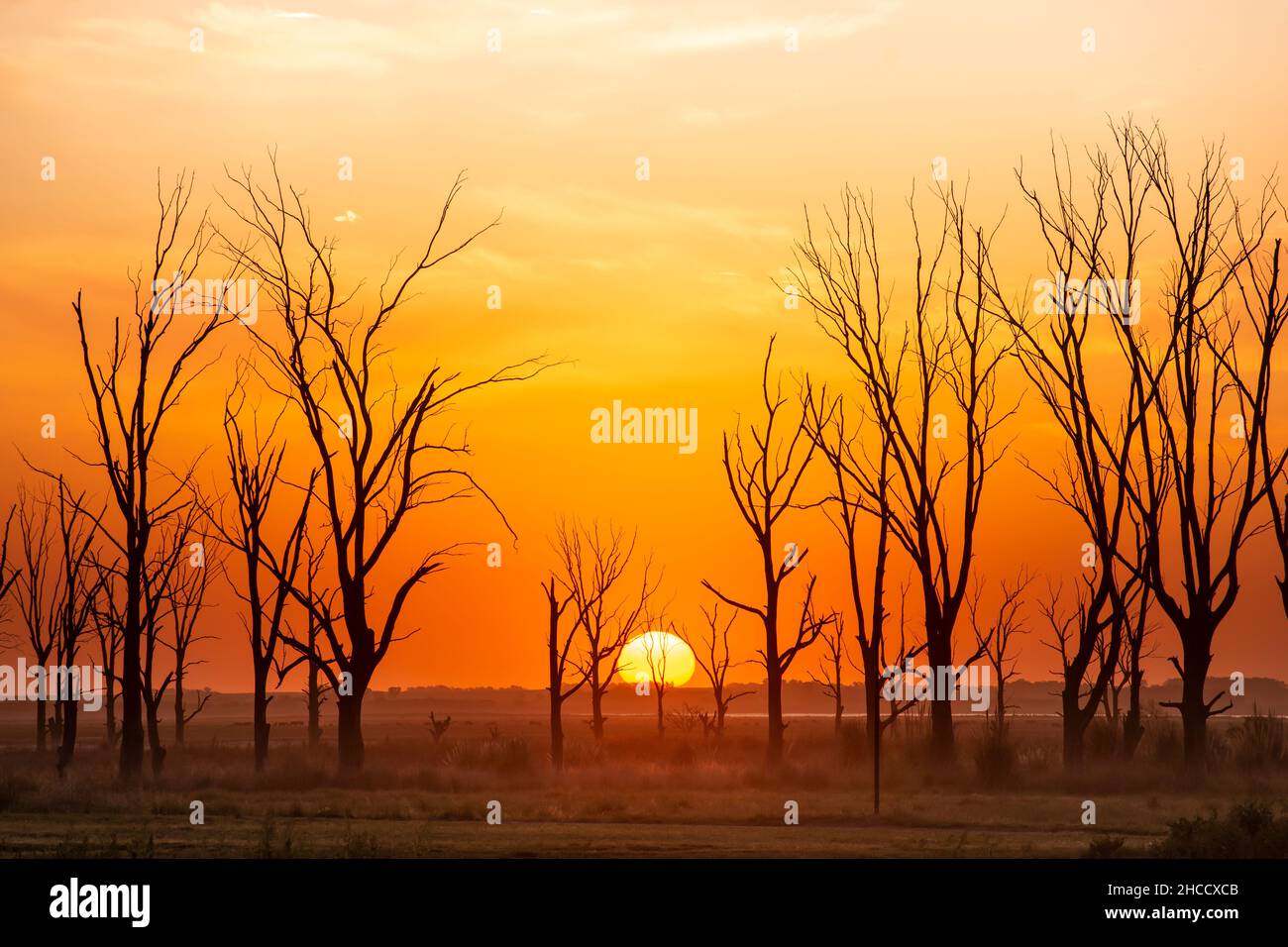Perfect sunset with plain horizon and dry trees in Carhué, Buenos Aires, Argentina Stock Photo