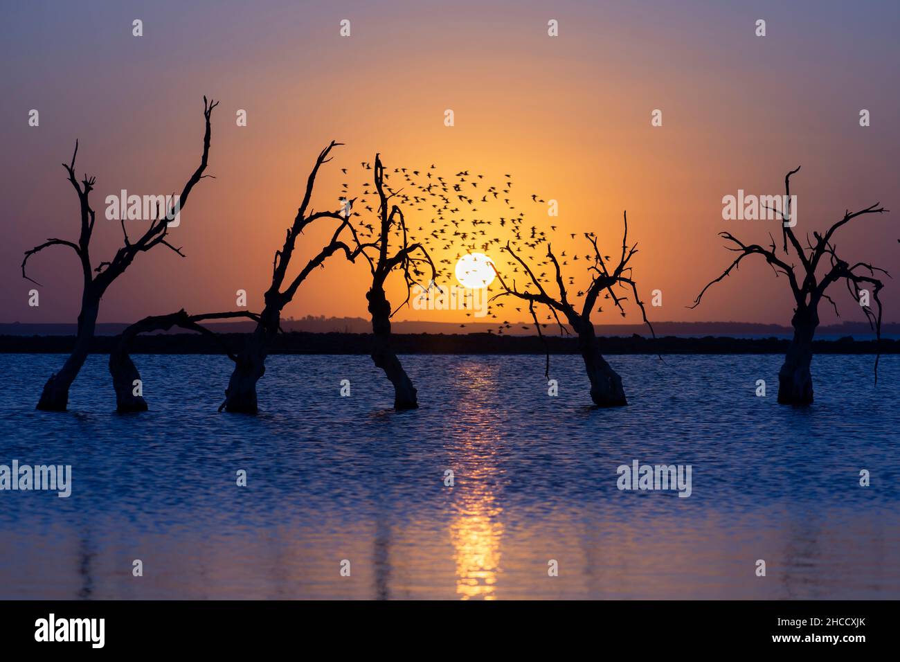 Perfect sunset with water, birds, plain horizon and dry trees in Carhué, Buenos Aires, Argentina Stock Photo