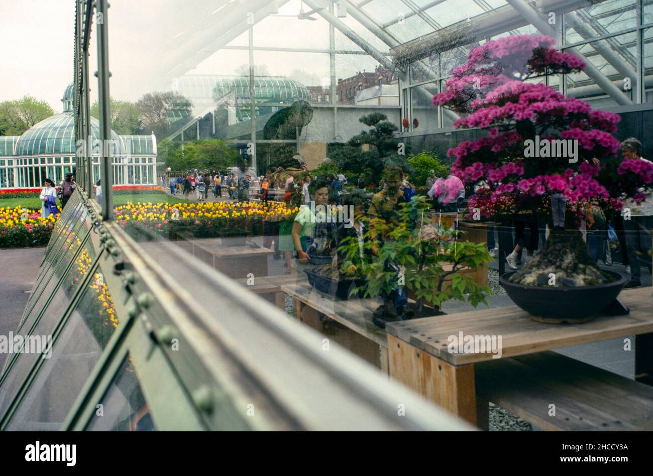 Bonsai tree collection at the Brooklyn Botanic Garden NYC Stock Photo