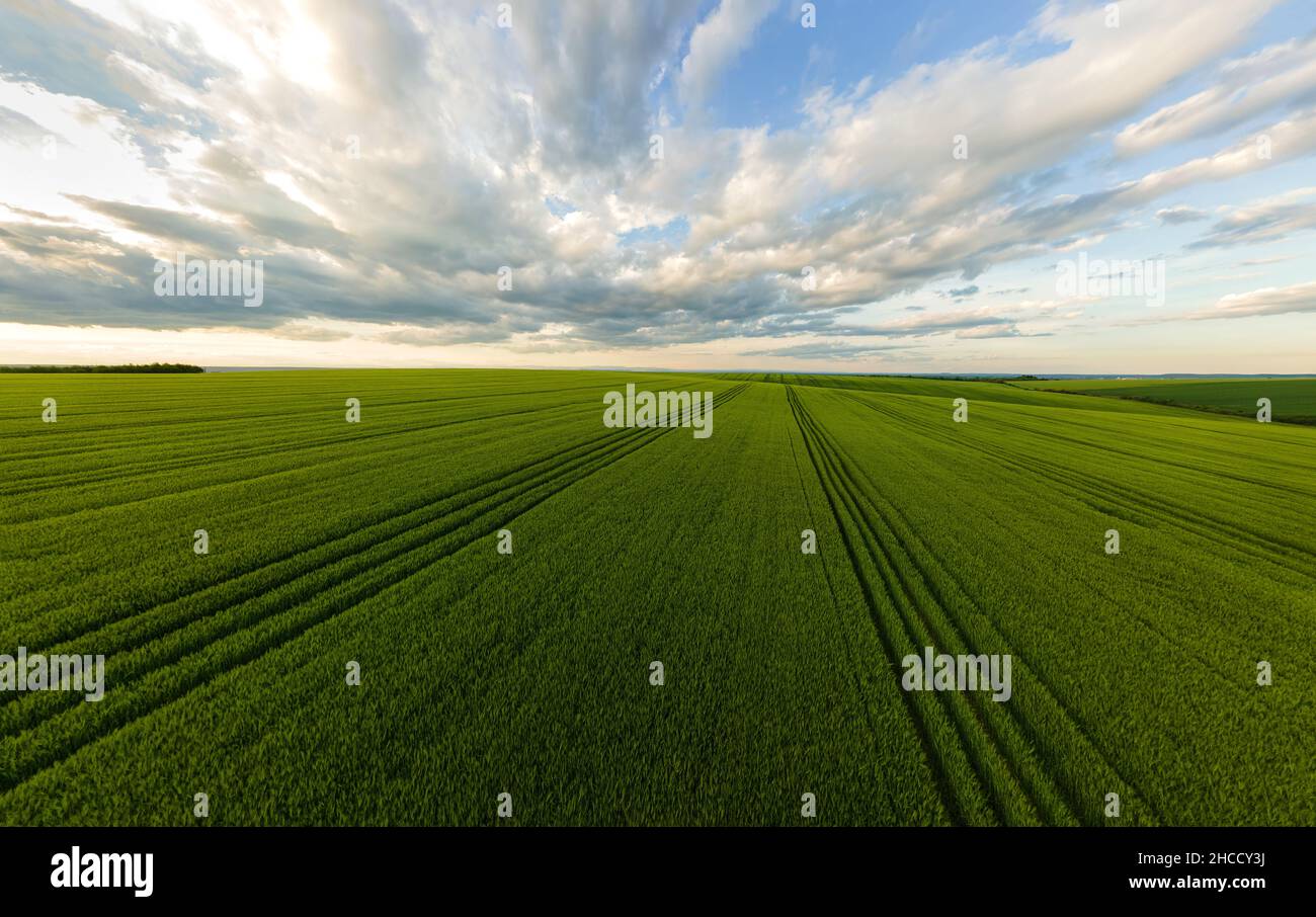 Aerial landscape view of green cultivated agricultural fields with ...