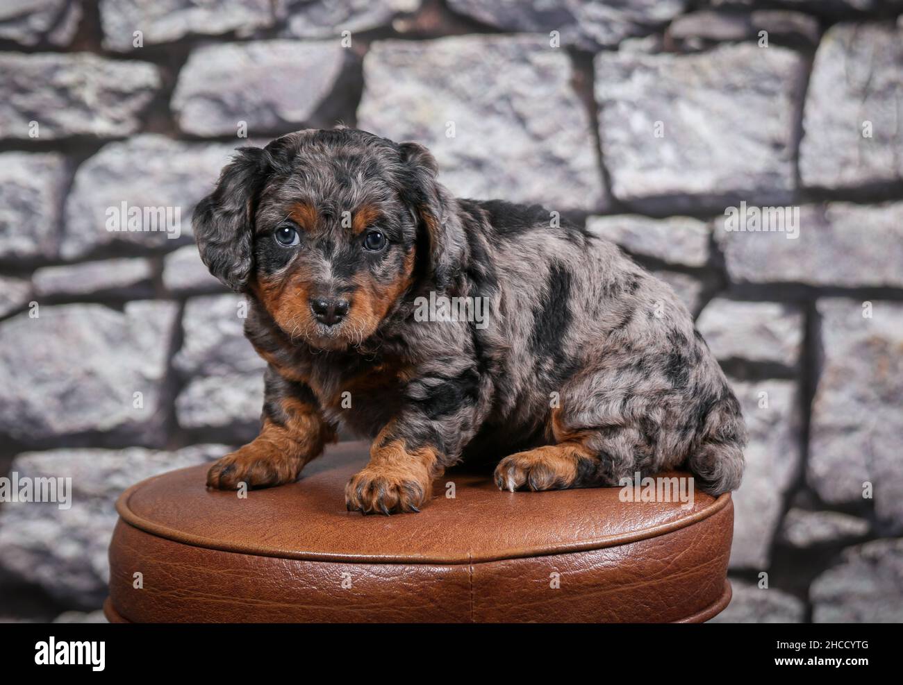 Phantom Blue Merle F1B Tiny Bernedoodle Puppy sitting on barstool in