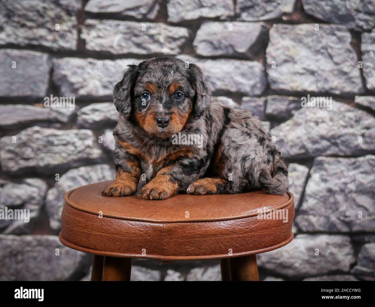 Phantom bernedoodle puppies sales