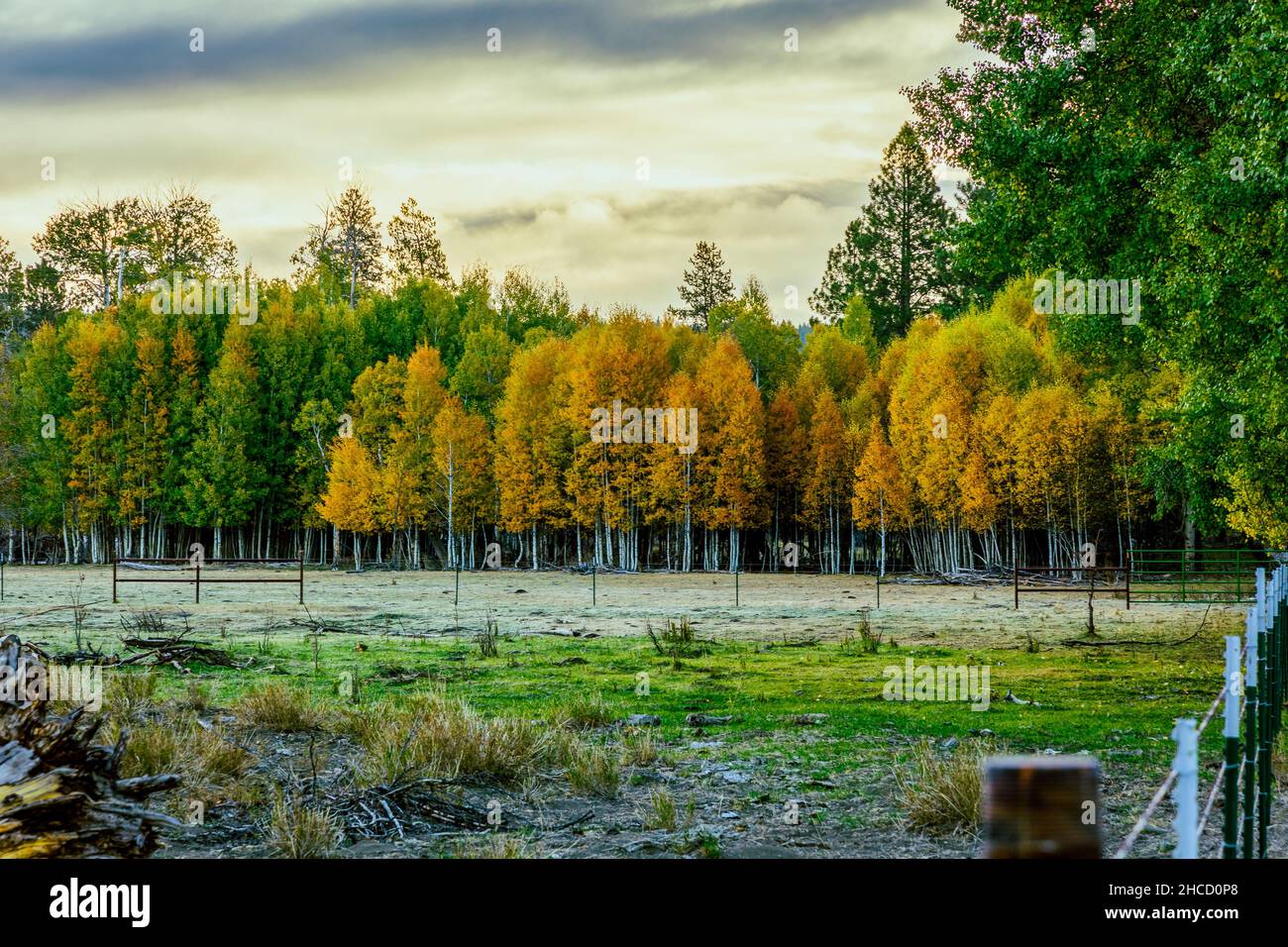 Fallen leaves yellowing trees hi-res stock photography and images - Alamy