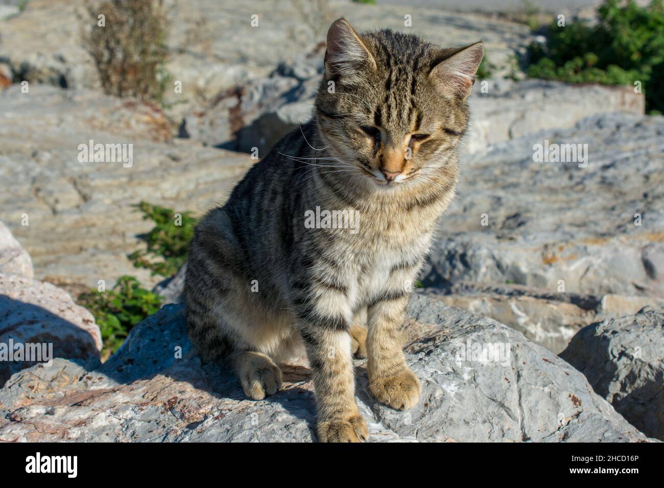 Cat sitting on a stony surface Stock Photo - Alamy