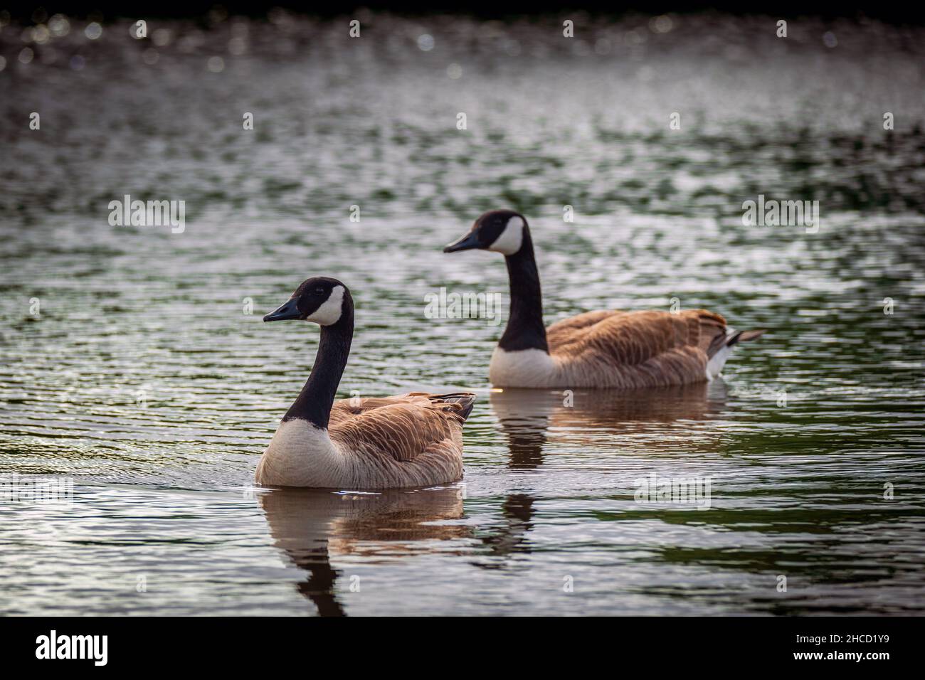 Pair of Canadian geese on a lake in the marshlands Stock Photo