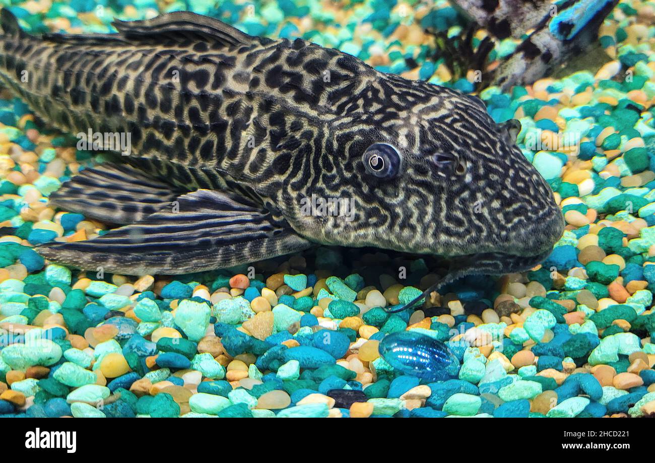 Close up of a plecostomus on turquoise gravel Stock Photo