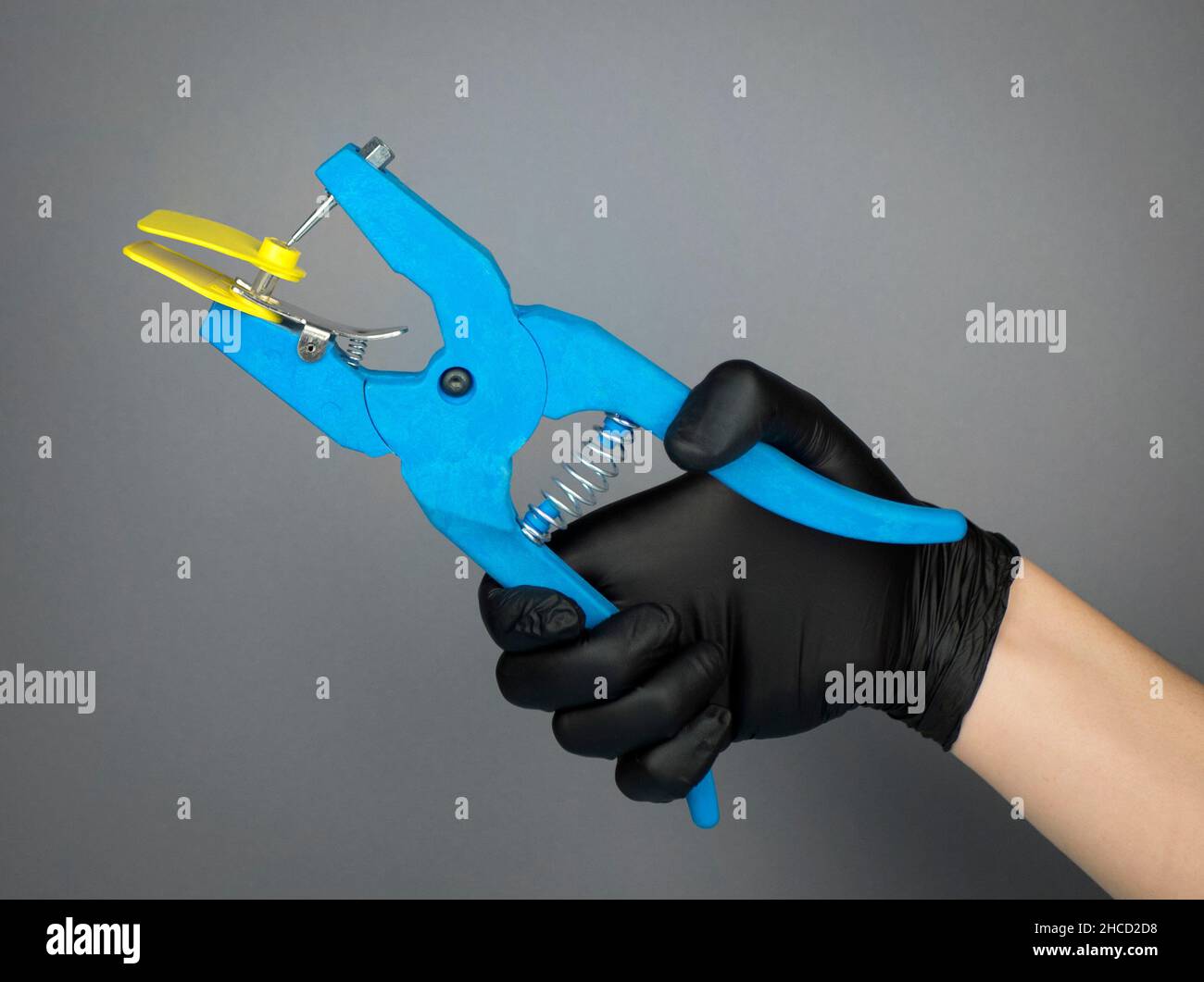 Hand in black nitrile glove holds pliers used to apply ear tags to cattle, pigs, sheep and other animals. Livestock equipment identification Stock Photo