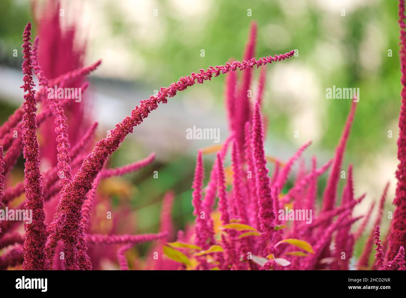 Indian red amaranth plant growing in summer garden. Leaf vegetable
