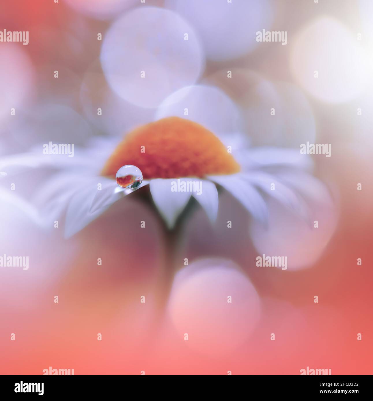 Beautiful Nature Background.Floral Art Design.Abstract Macro Photography.White Daisy Flower.Pastel Flowers.Orange Background.Creative Artistic Drop. Stock Photo