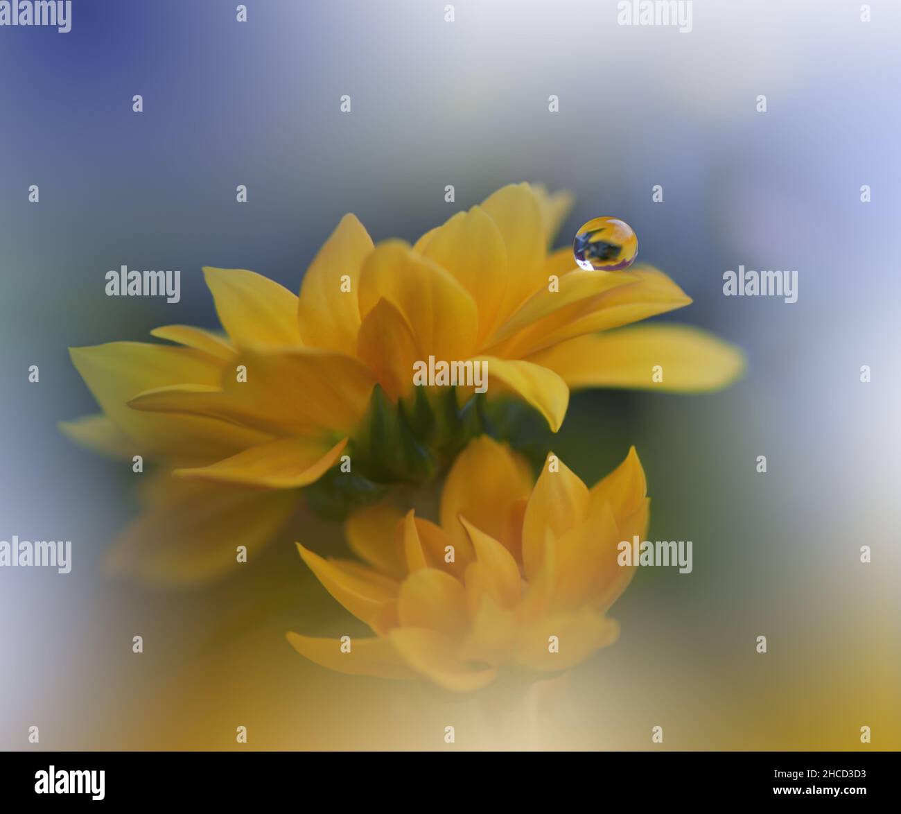 Beautiful Nature Background.Floral Art Design.Abstract Macro Photography.Yellow Daisy Flower.Pastel Flowers.Blue Background.Creative Artistic Drop. Stock Photo