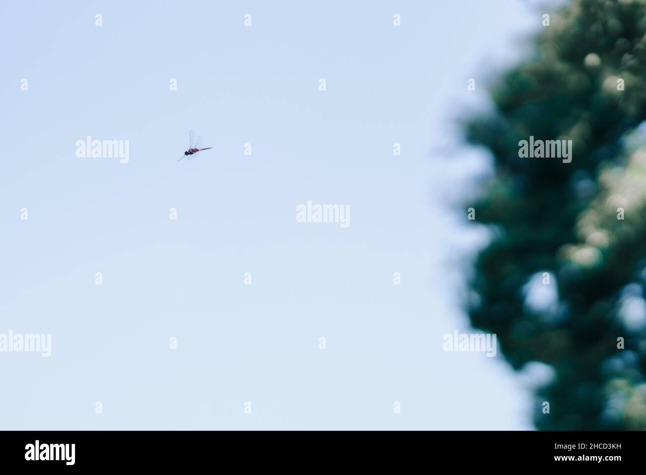 Selective focus shot of a small dragonfly flying near a tree Stock ...