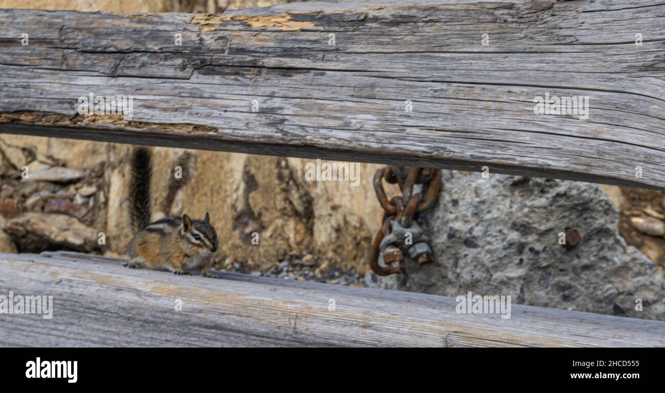 Chipmunk Camouflaged on Wooden Seat in Canada Stock Photo