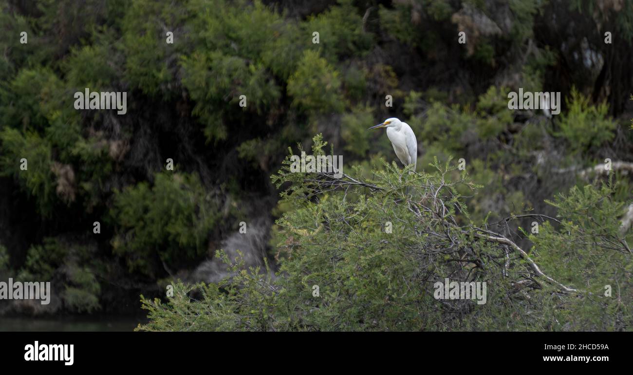 Perched Egret in Hyde Park Stock Photo