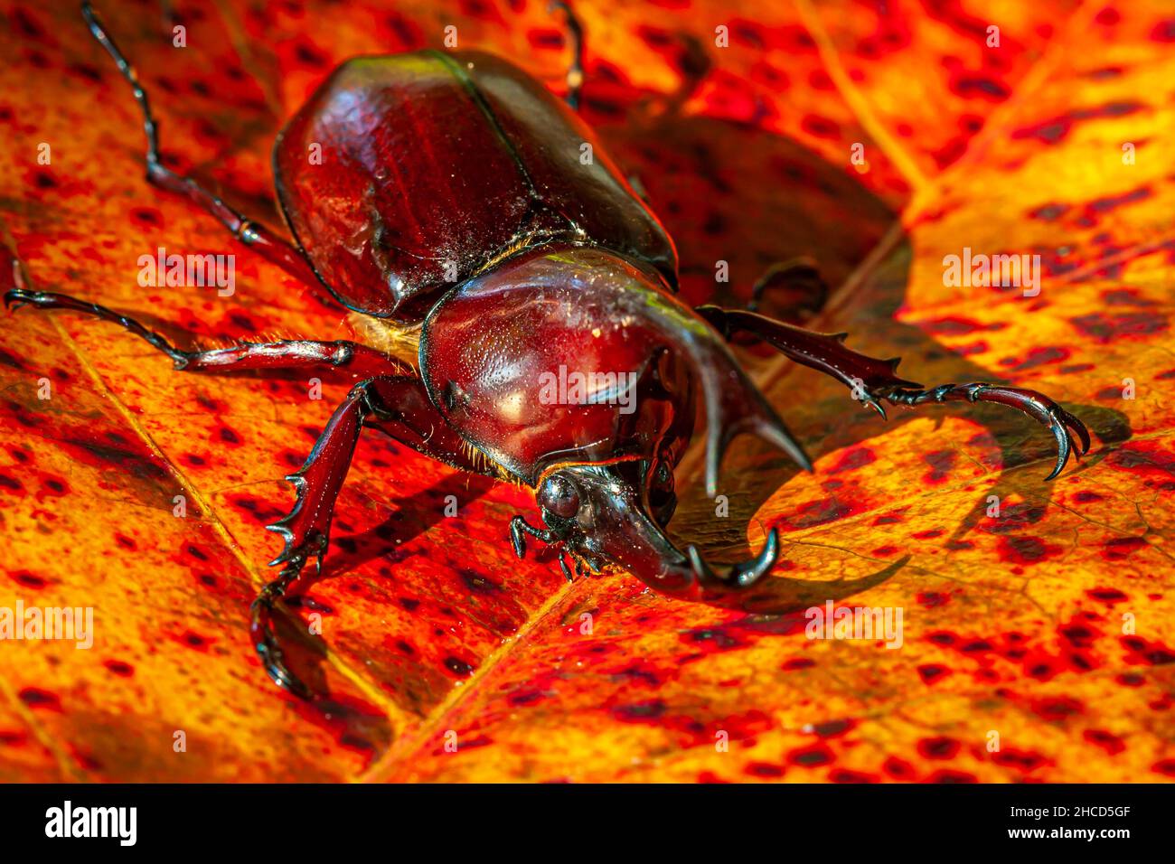 Dynastinae or rhinoceros beetles are a subfamily of the scarab beetle family ,Scarabaeidae Stock Photo
