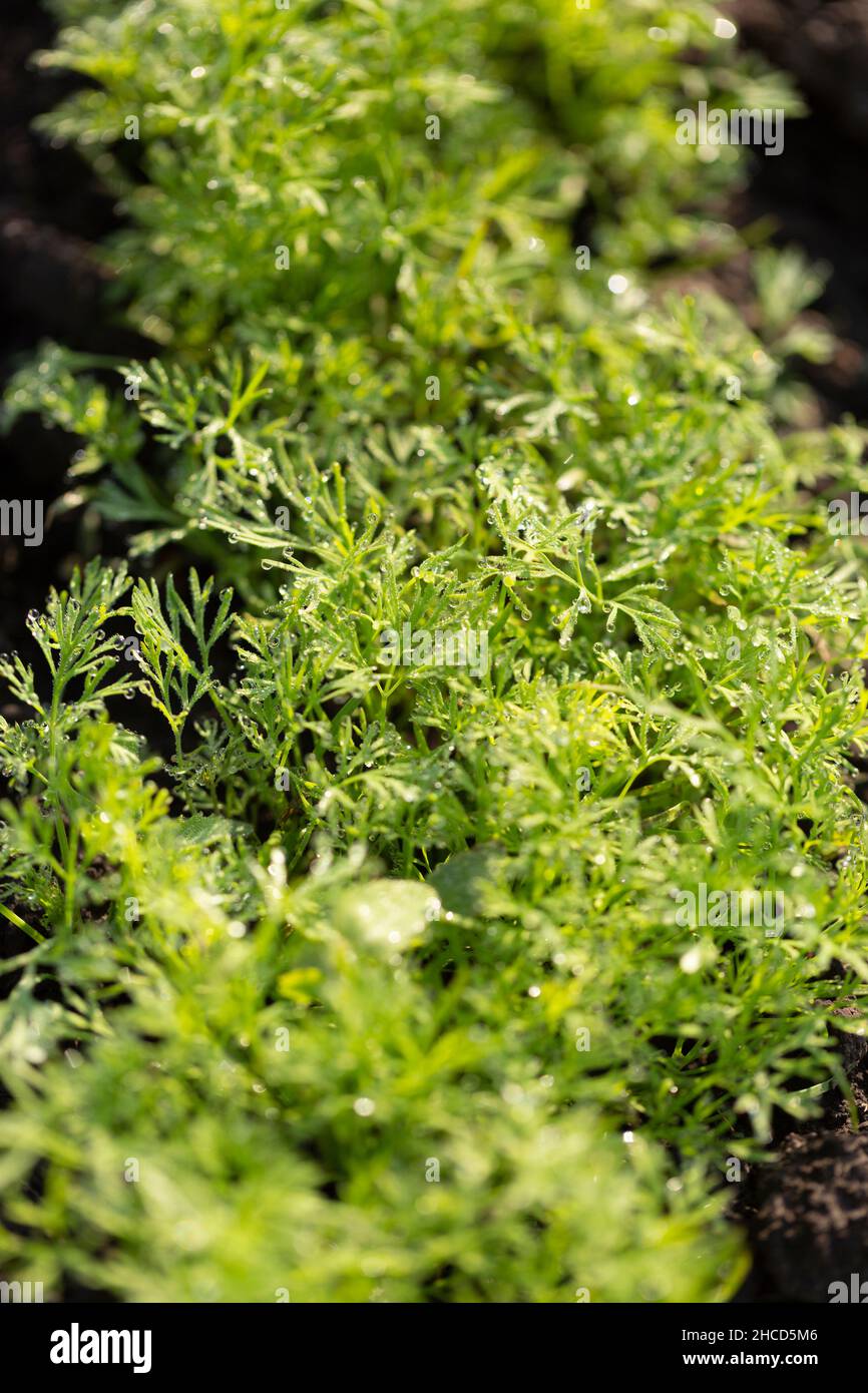 Young shoots of dill and parsley on plowed land, agriculture concept