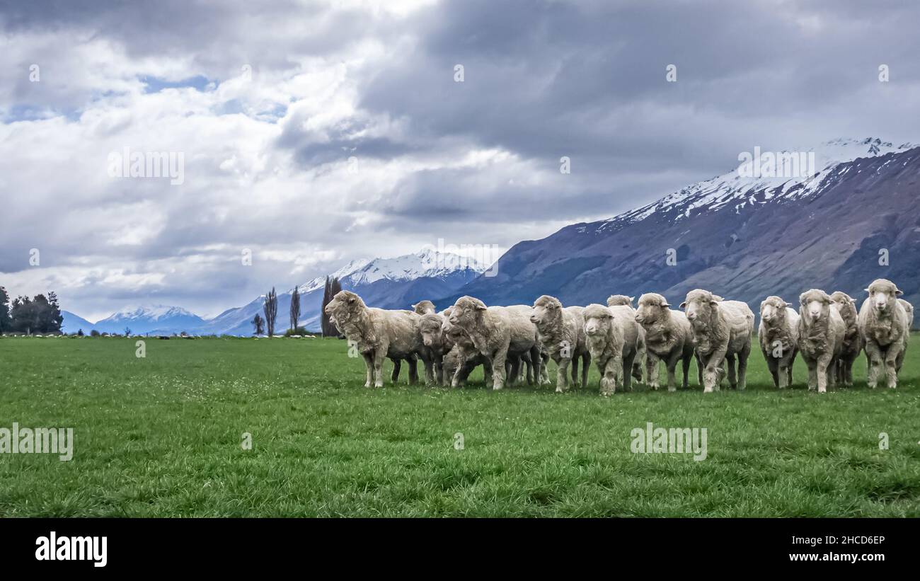 Sheep Grazing in Queenstown New Zealand Stock Photo