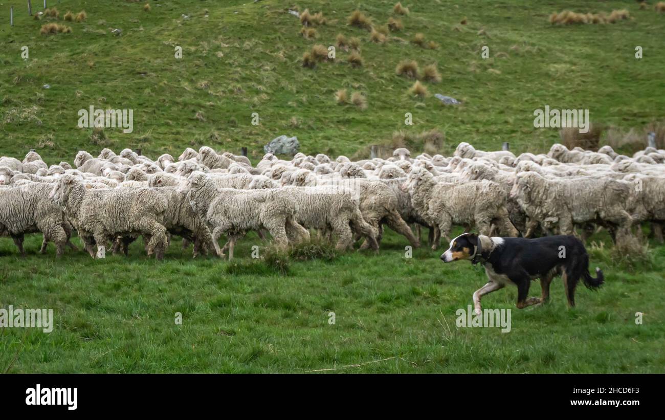 Sheep Herding in New Zealand Stock Photo