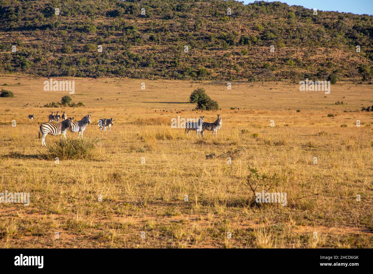 Wild Zebras Roam the Fields of Africa Stock Photo