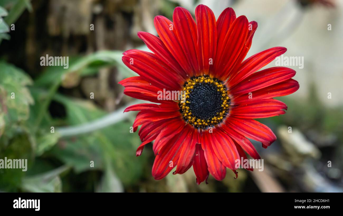 Close Up of a Red Daisy Flower Stock Photo