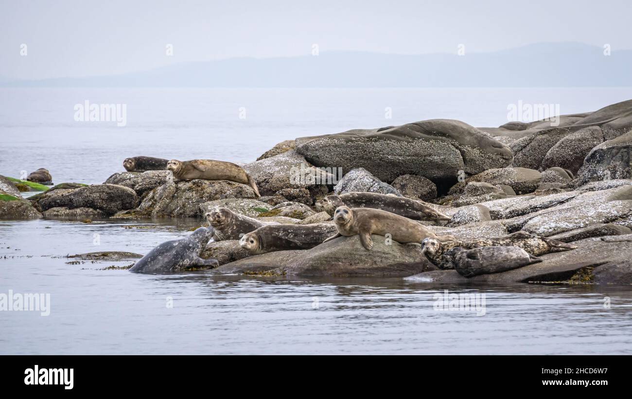 Vancouver Island Seals Stock Photo Alamy
