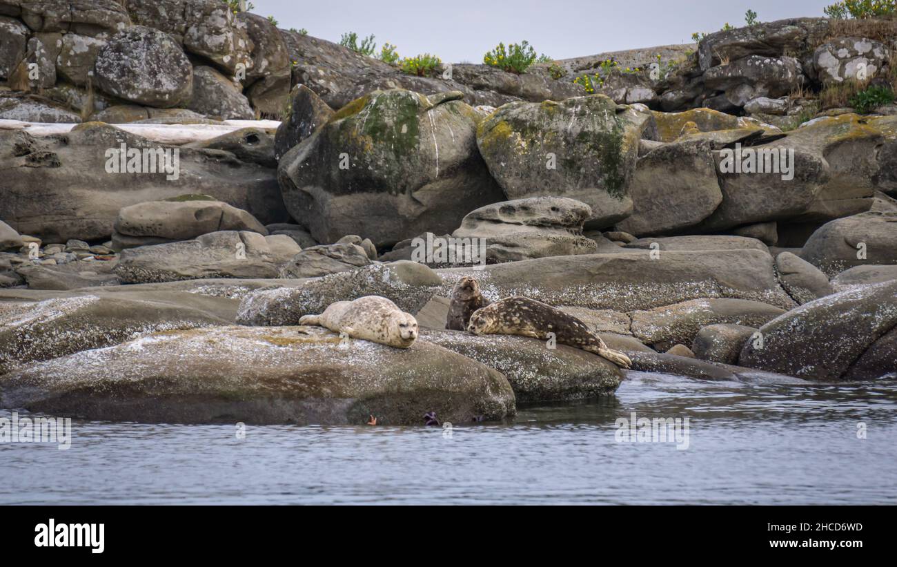 Vancouver Island Seals Stock Photo Alamy