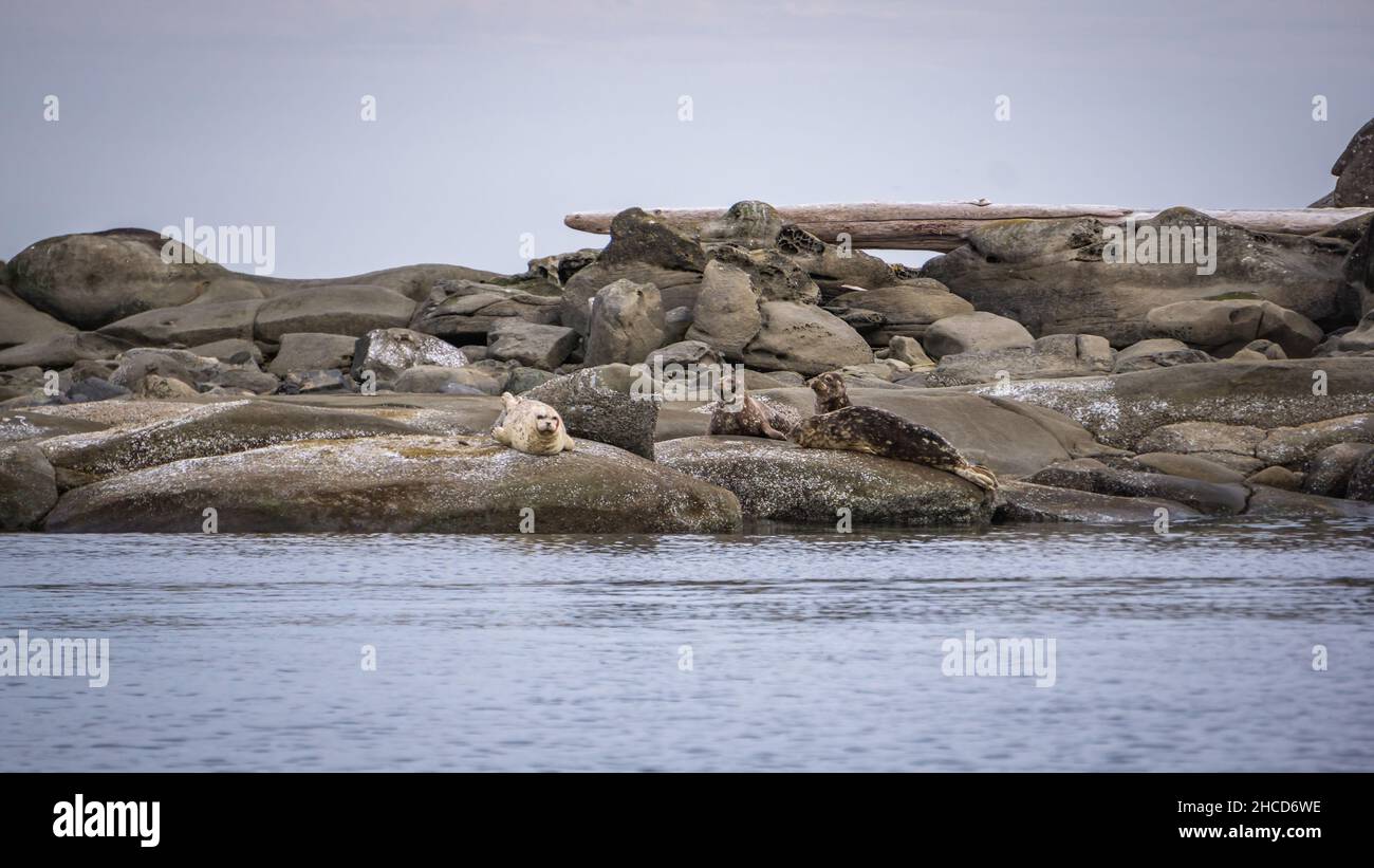 Vancouver Island Seals Stock Photo Alamy
