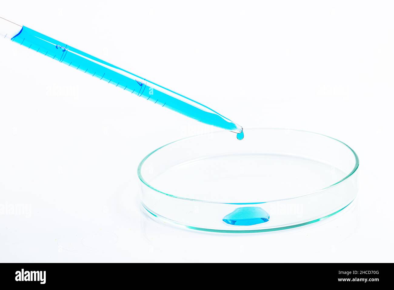 Laboratory pipette filled with blue liquid and resulting chemical solution on Petri dish for a biology experiment in his laboratory. Blue liquid in pe Stock Photo