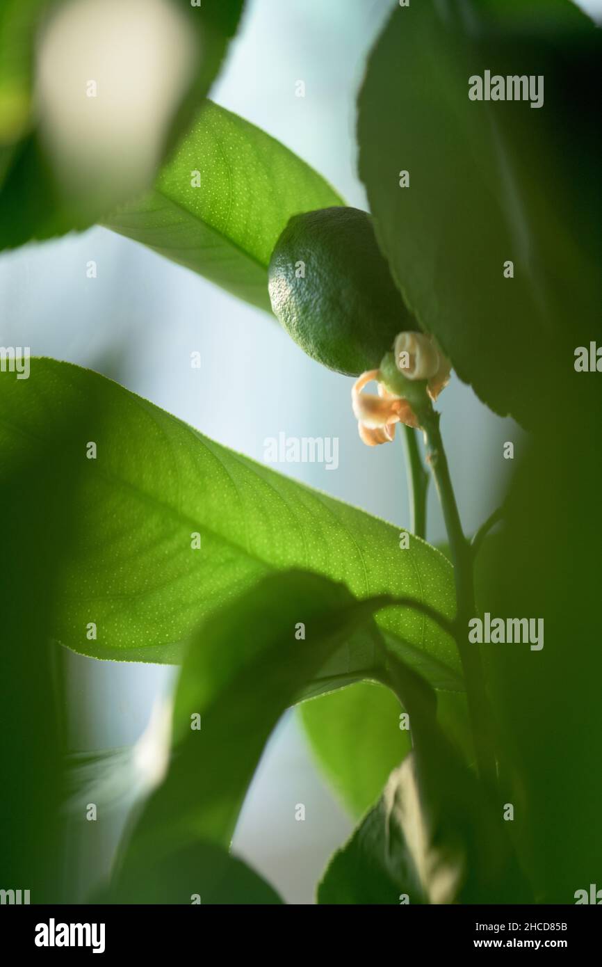 Green lemon on a tree in garden Stock Photo