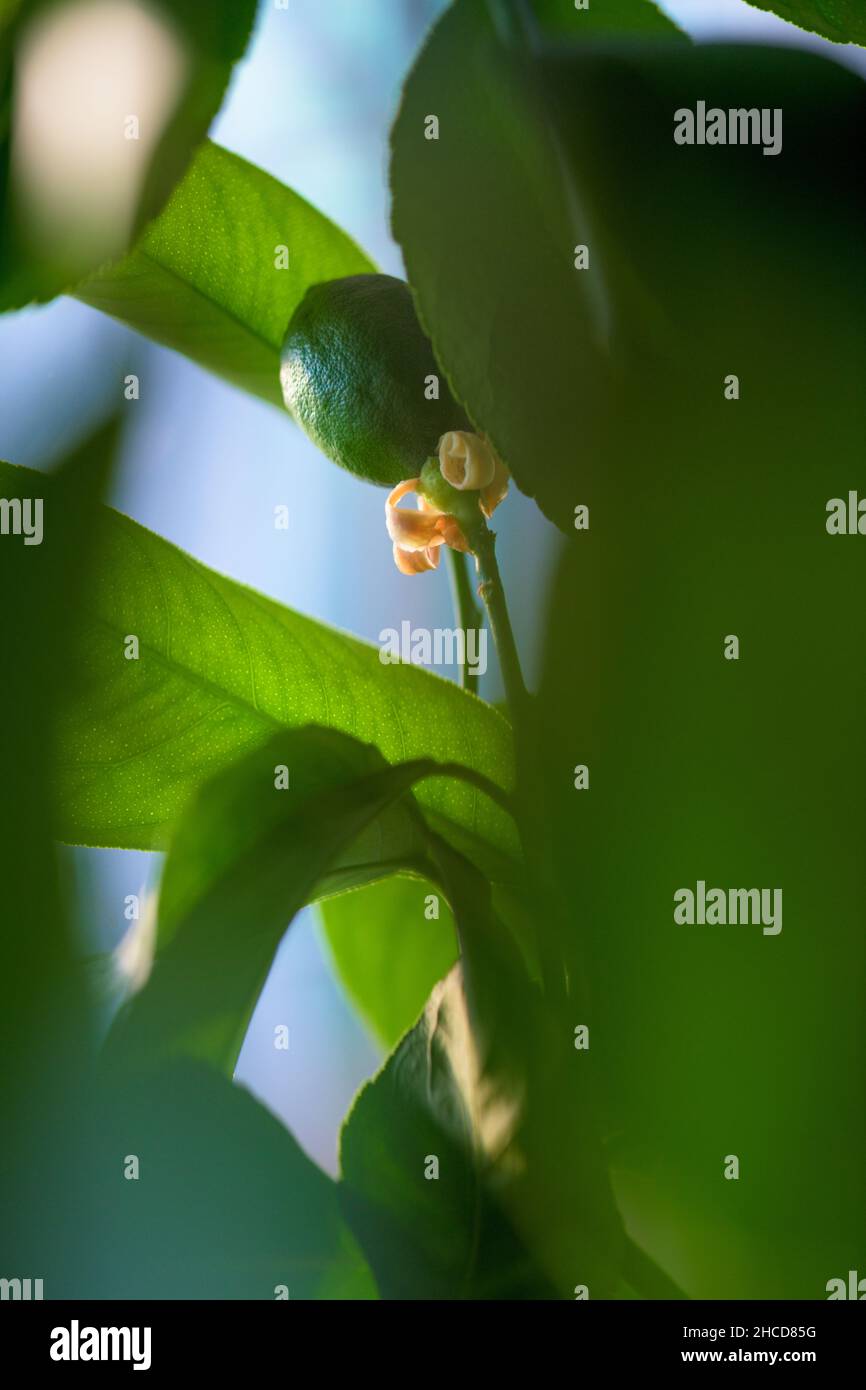 Green lemon on a tree in garden Stock Photo