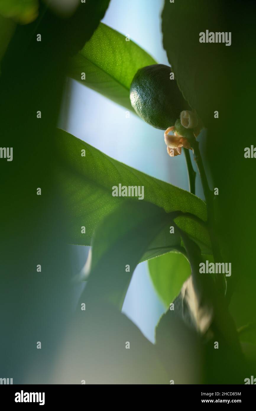 Green lemon on a tree in garden Stock Photo