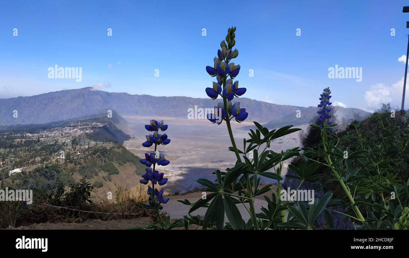 Wild flowers that are part of the ecosystem at Seruni Point, one of the famous hills in Bromo Tengger Semeru National Park, East Java, Indonesia Stock Photo