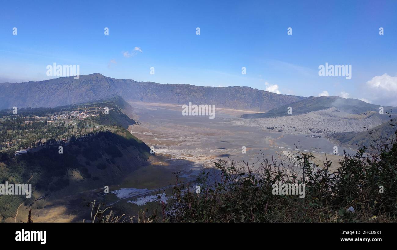 Wild flowers that are part of the ecosystem at Seruni Point, one of the famous hills in Bromo Tengger Semeru National Park, East Java, Indonesia Stock Photo