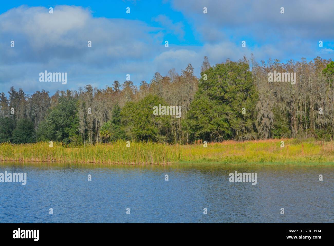 The shoreline of Mac Lake in Colt Creek State Park, Lakeland, Polk