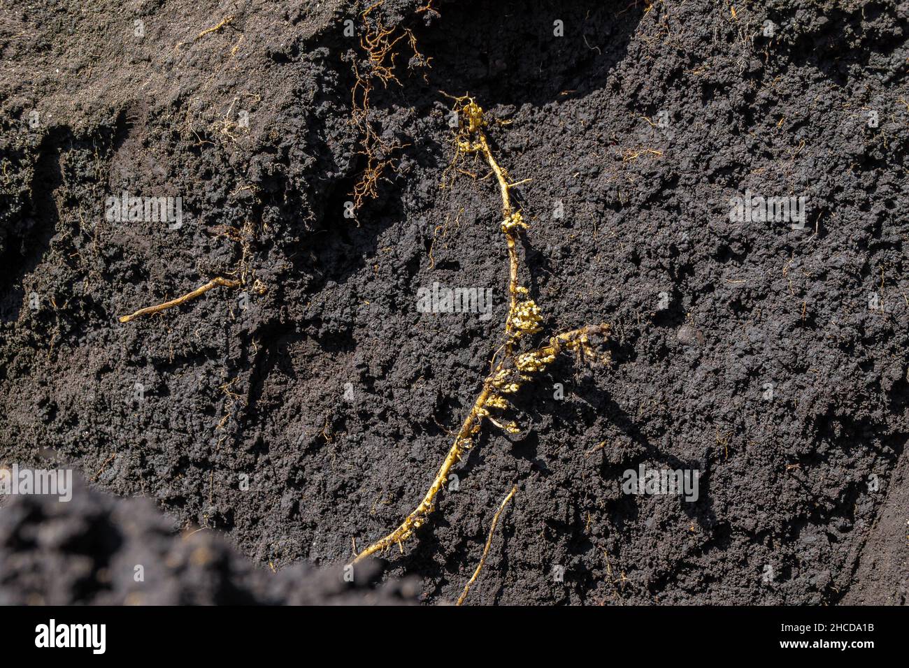 dug out branched root of a weed plant - field bindweed, which oppresses cultivated agricultural plants, selective focus Stock Photo