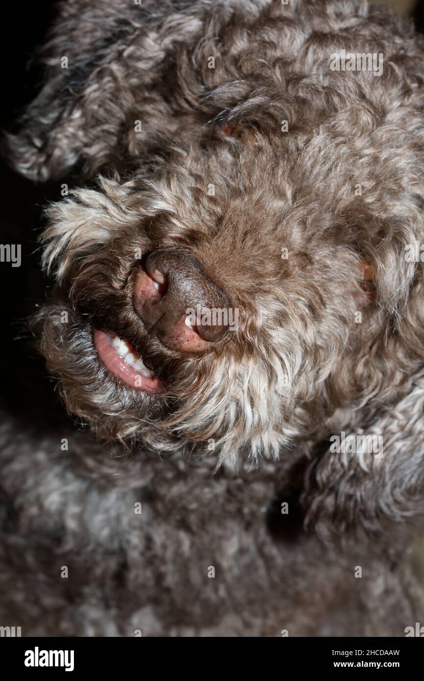 Brown truffle dog face with curly hairs close up lagotto romagnolo