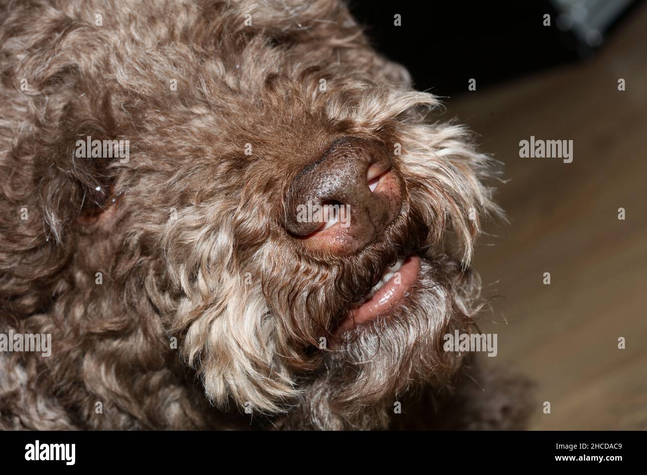 Brown truffle dog face with curly hairs close up lagotto romagnolo