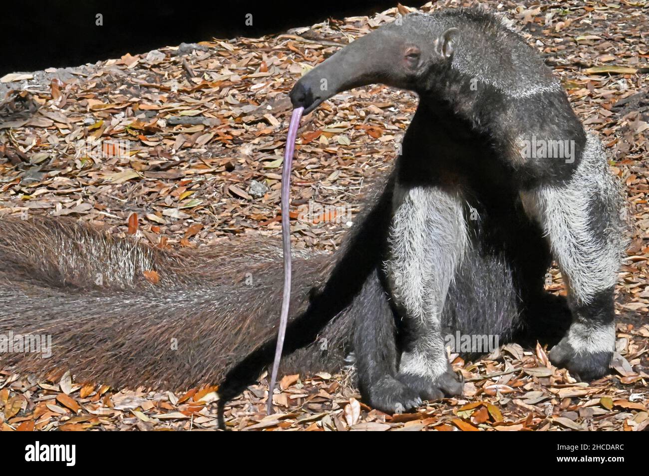 Giant Anteater Standing, Tongue to the Ground Stock Photo