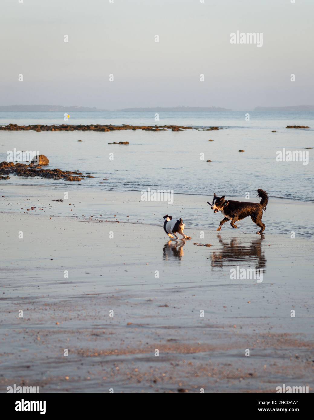Two dogs playing with a stick, running on the wet sandy beach. Vertical format. Stock Photo