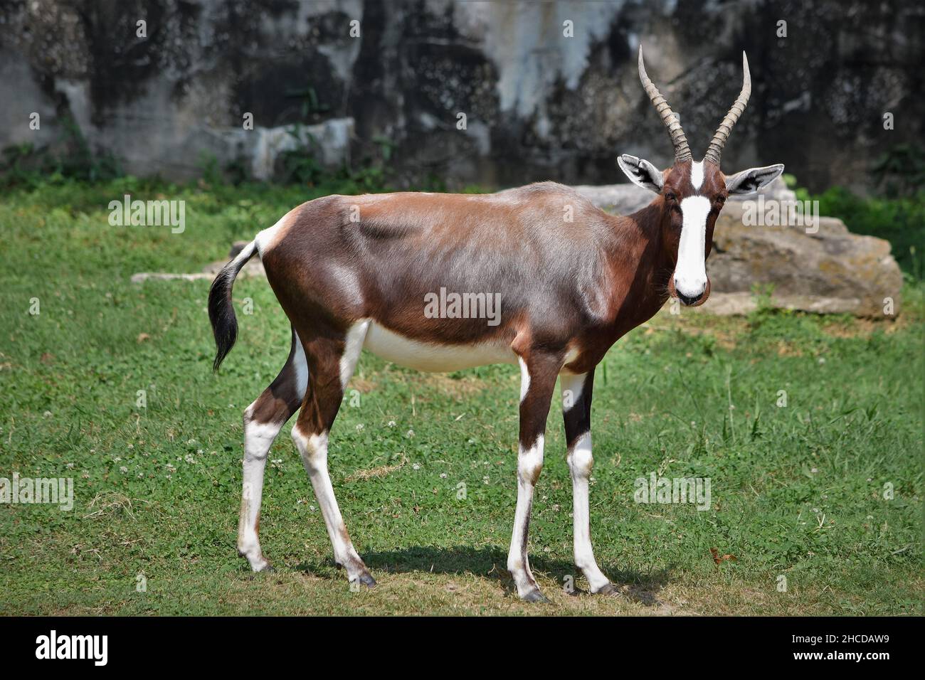 Lyre antelope hi-res stock photography and images - Alamy