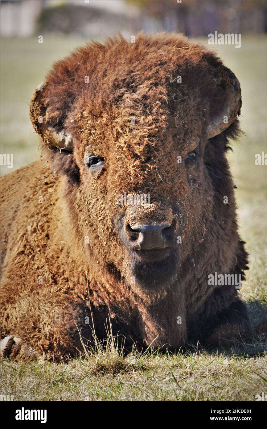 American Bison Male Face Close Up Stock Photo - Alamy